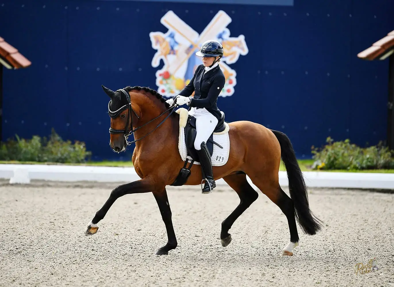 Nuelo competing in dressage at Hagen, ridden by Maxi Kira von Platen
